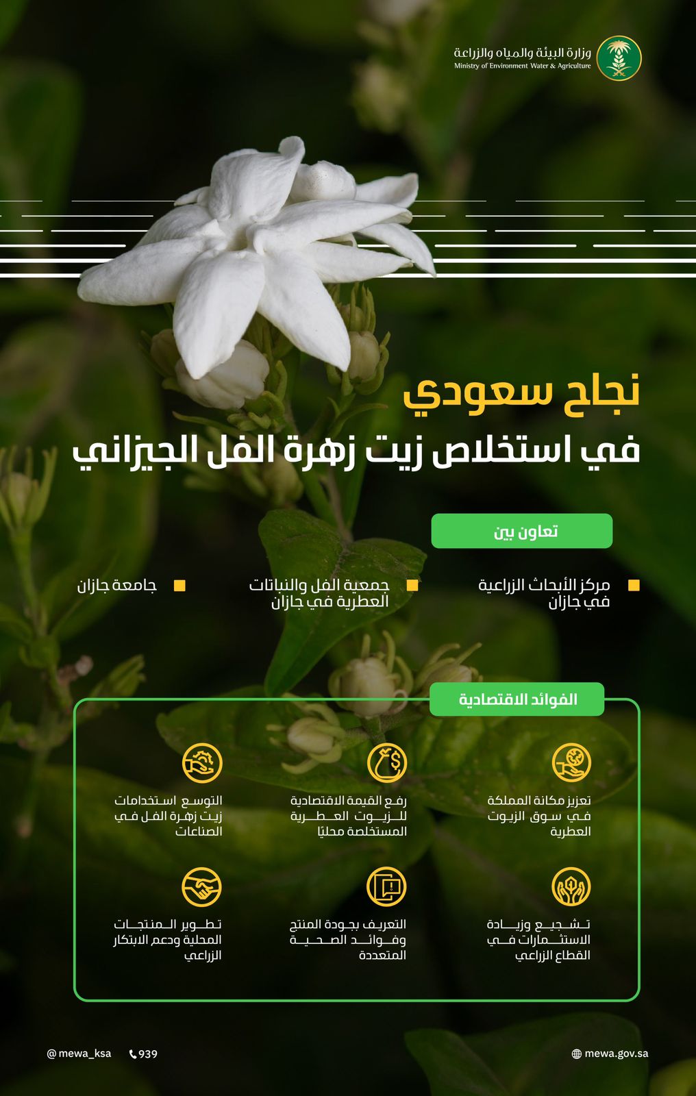 محليات السعودية: نجاح سعودي في استخلاص زيت زهرة الفل الجيزاني واستخدامه في الصناعات الغذائية والعطرية يعزز مكانة المملكة في الأسواق العالمية – من المنطقة الشرقية أخبار السعودية إلى العالم