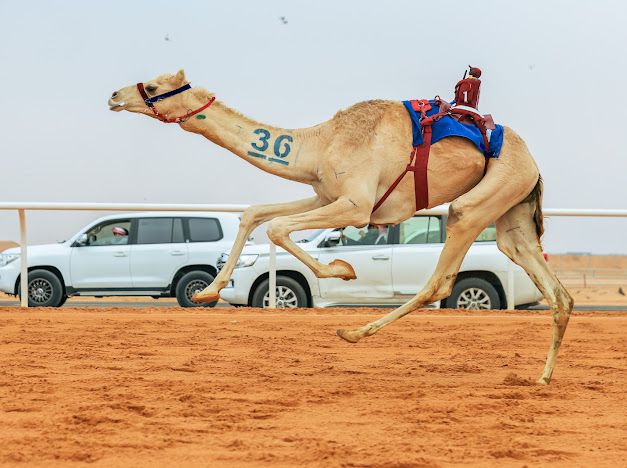 محليات السعودية: 62% من أشواط اليوم الافتتاحي لمهرجان خادم الحرمين الشريفين سعودية