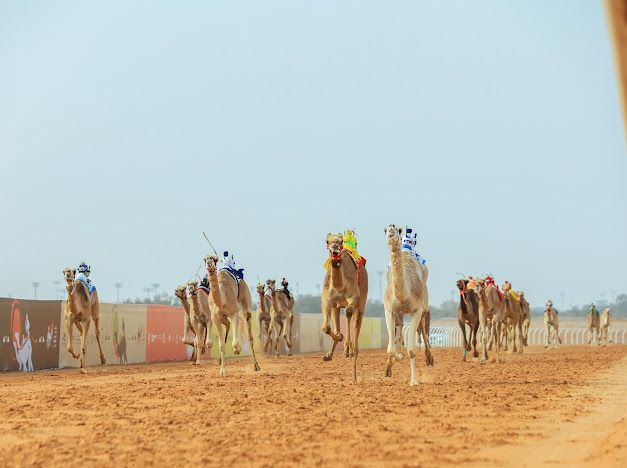 محليات السعودية: توجهم محمد البلوي في اليوم الثاني وغداً.. انطلاق منافسات ” اللقايا ” ملاك الهجن الإماراتيين أبطالاً لكؤوس مهرجان خادم الحرمين الشريفين